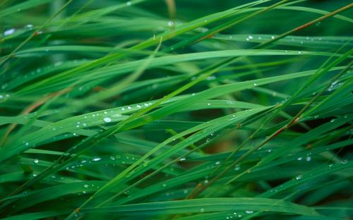 Herbe sous la rosée